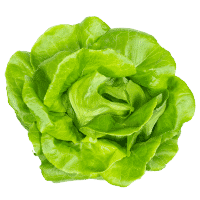 Image of Lettuce for the Scalable Recipes Button
